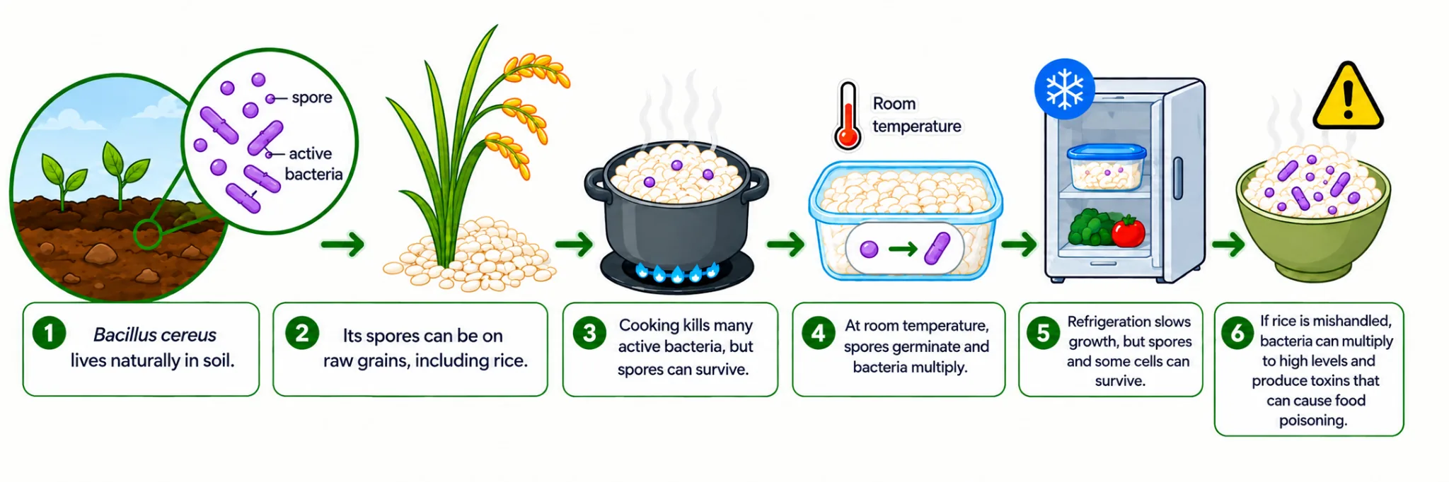 How Bacillus cereus can be in rice